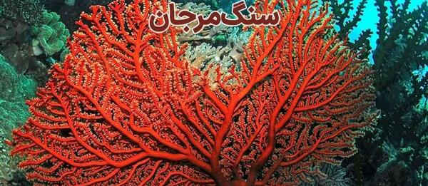 عکس سنگ مرجان دریایی