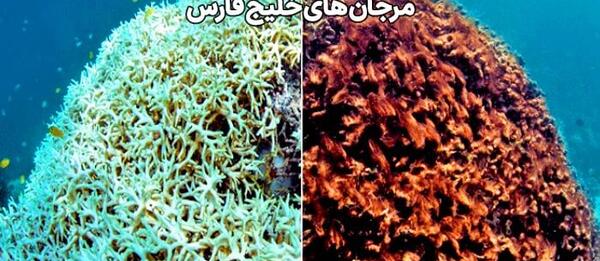 عکس سنگ مرجان دریایی