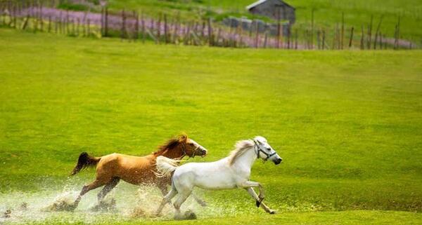 عکس جاهای دیدنی تالش