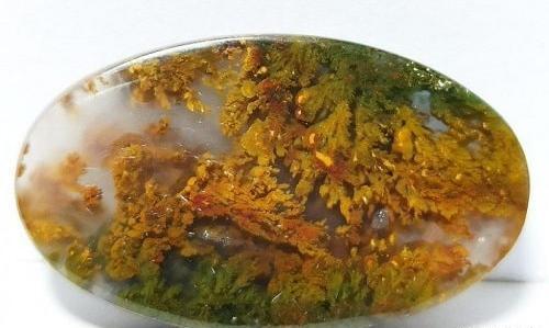عکس سنگ شجر درختی