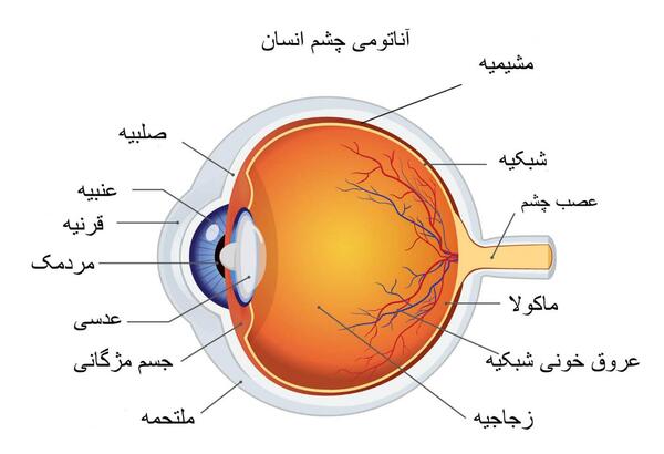عکس جاهای مختلف چشم