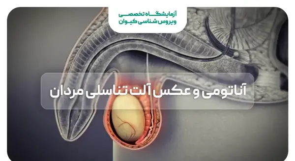 عکس جایی که ازش جیش می کنیم