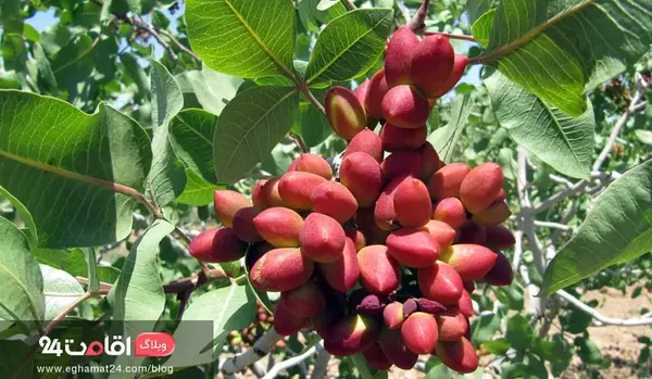 جاهای دیدنی رفسنجان با عکس