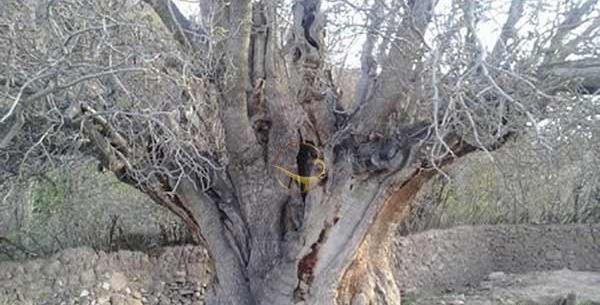 جاهای دیدنی رفسنجان با عکس