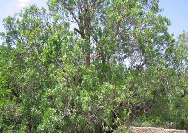 جاهای دیدنی رفسنجان با عکس