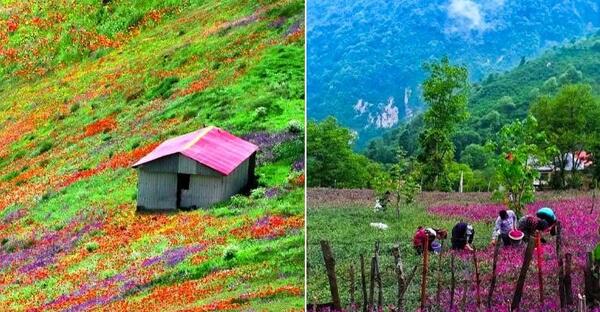عکس های زیبا از جاهای دیدنی رشت