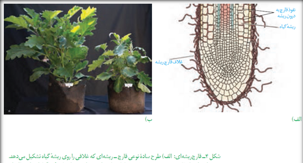 عکس گیاخاک
