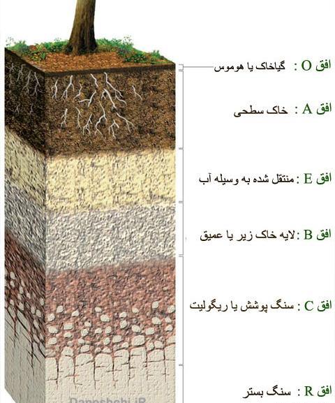 عکس گیاخاک