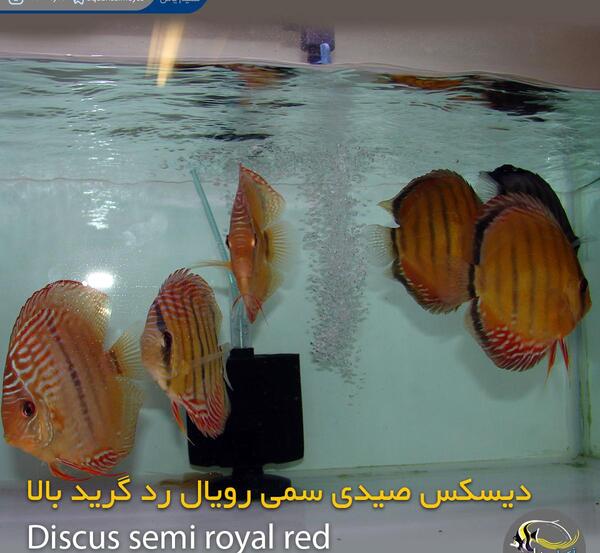 عکس سنگ ماهی سمی