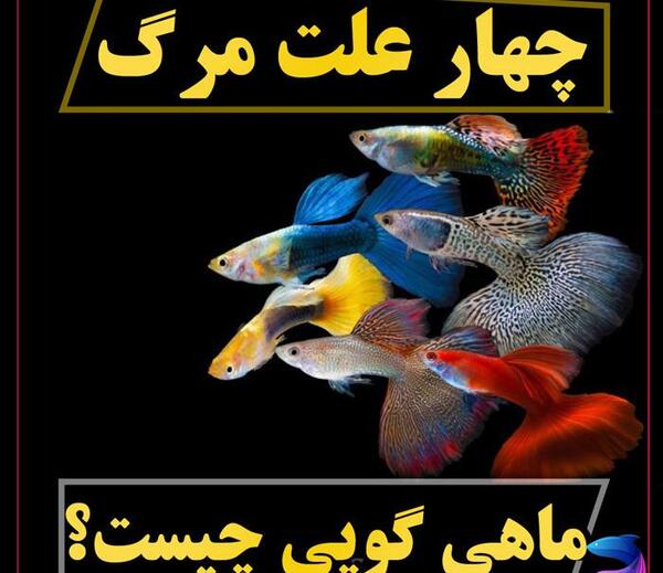 عکس سنگ ماهی سمی