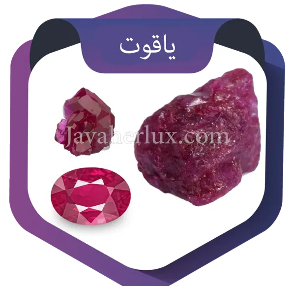 عکس سنگ ماهی سمی