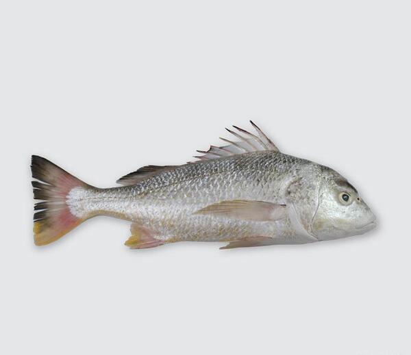 عکس سنگ ماهی ها