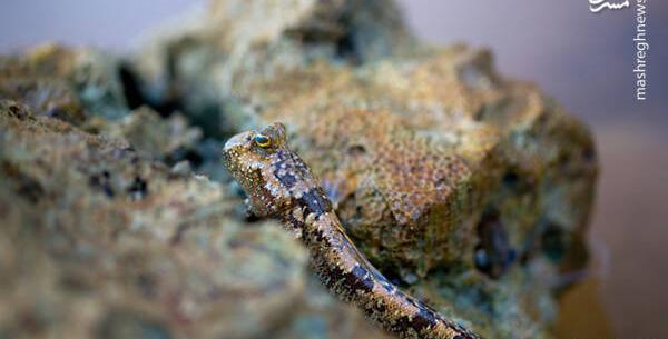 عکس سنگ ماهی ها