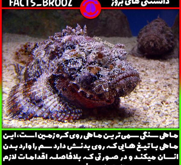 عکس سنگ ماهی ها