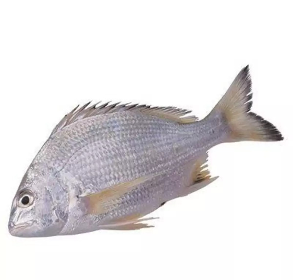 عکس ماهی سنگسر