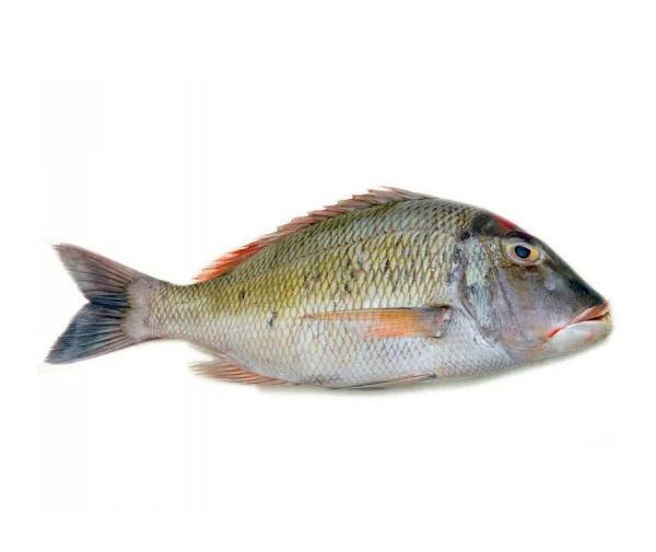 عکس ماهی سنگسر