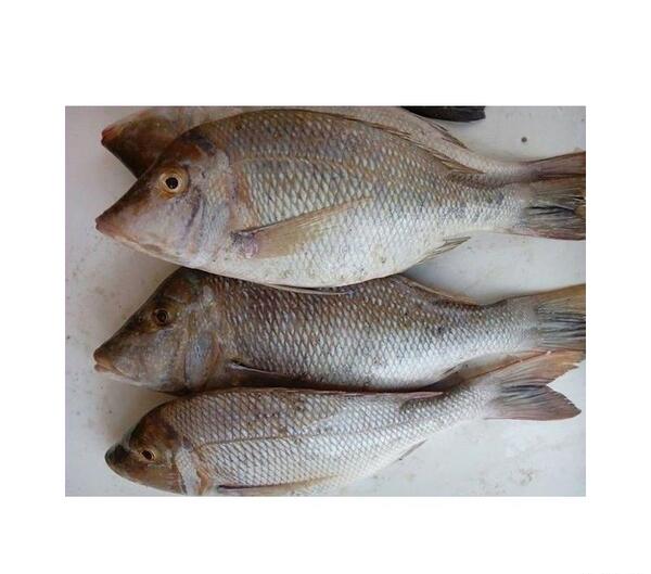 عکس ماهی سنگسر