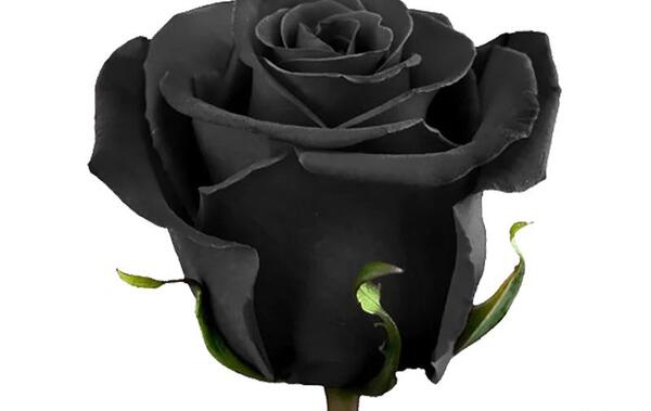 عکس خاک گل رز