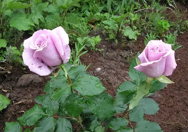 عکس خاک گل رز