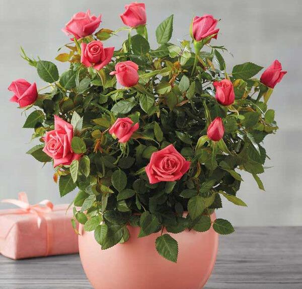 عکس خاک گل رز