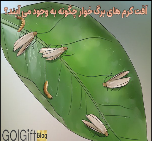 عکس حشرات خاک گلدان