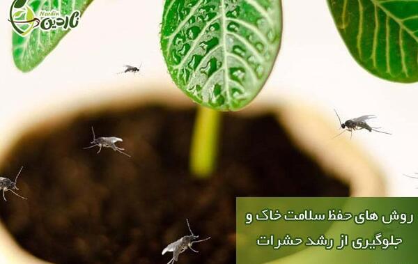 عکس حشرات خاک گلدان