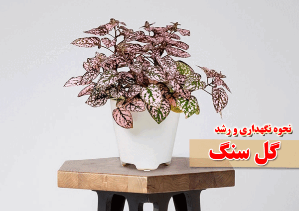 عکس سنگ گل
