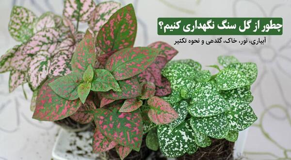 عکس سنگ گل