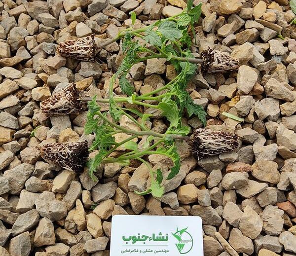 عکس خاک طلایی