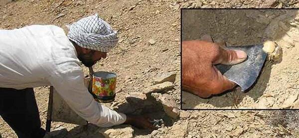 عکس خاک طلایی