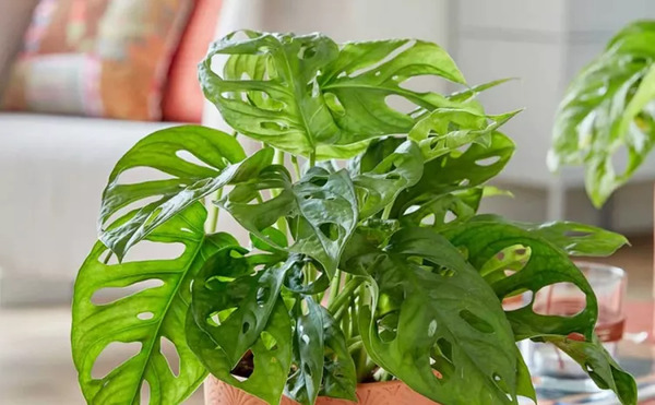 عکس سنگ ابلق