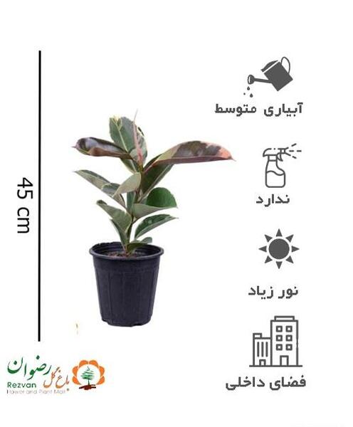 عکس سنگ ابلق