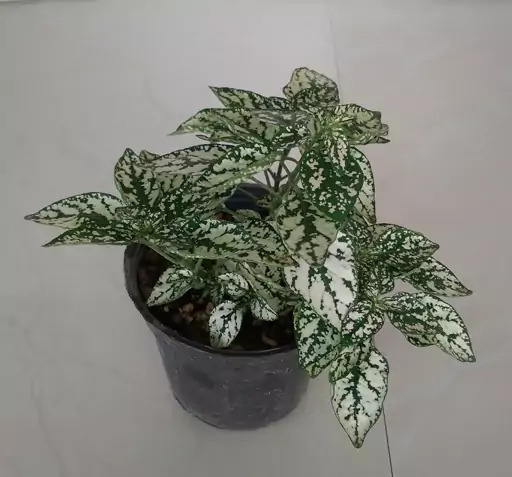 عکس سنگ ابلق