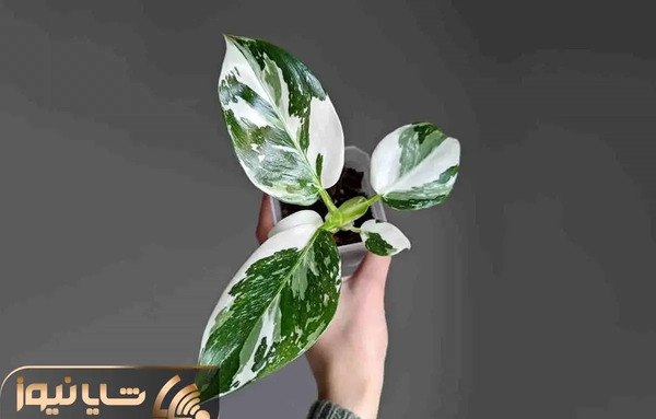 عکس سنگ ابلق