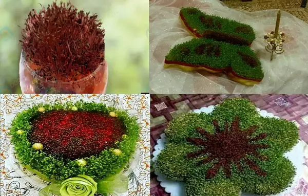 عکس سبزه عید با خاک ژله ای