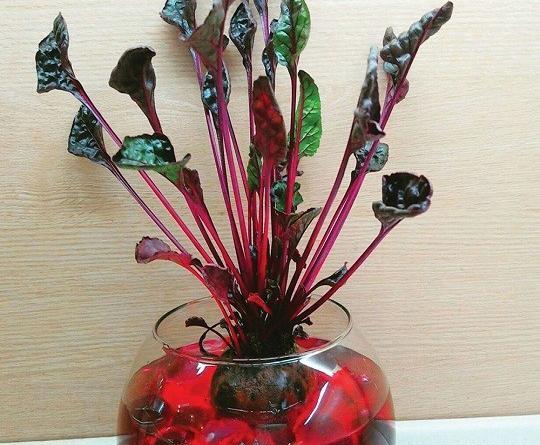 عکس سبزه عید با خاک ژله ای