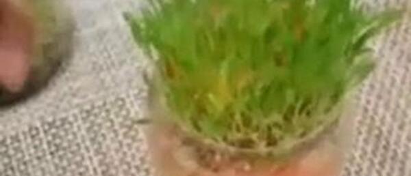 عکس سبزه عید با خاک ژله ای