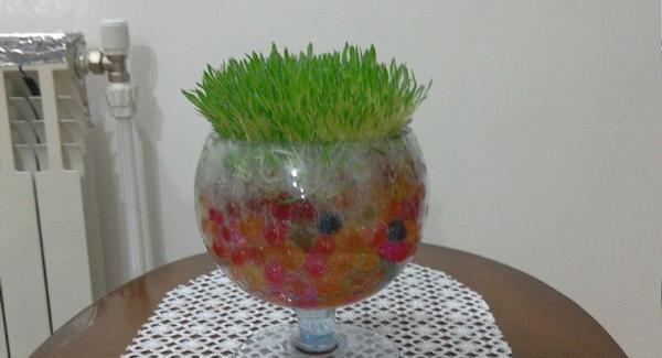 عکس سبزه عید با خاک ژله ای