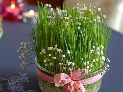 عکس سبزه عید با خاک ژله ای