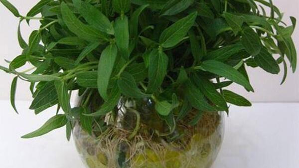 عکس سبزه عید با خاک ژله ای