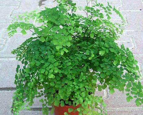 عکس گل روی خاک