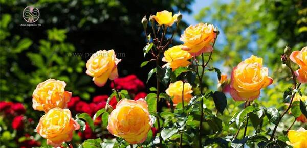 عکس گل روی خاک