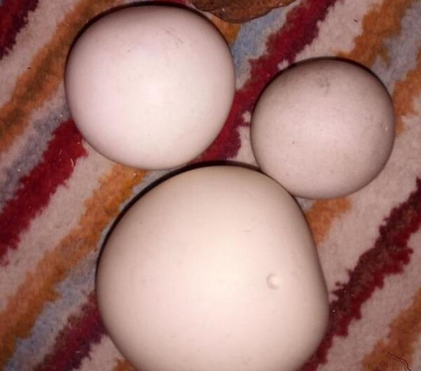 عکس سنگ های قیمتی سفید