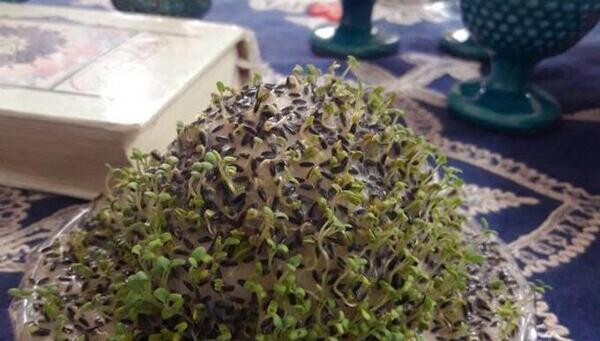 عکس خاکشیر سبزه عید
