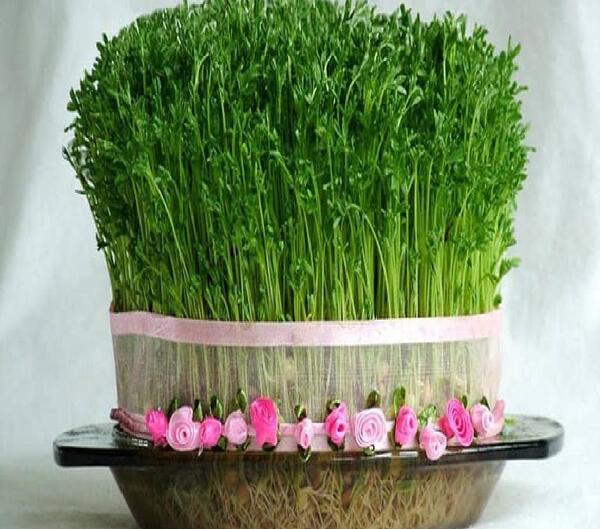 عکس خاکشیر سبزه عید