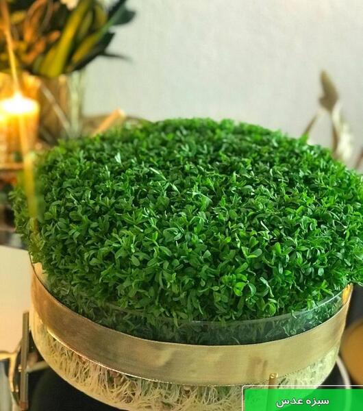 عکس خاکشیر سبزه عید
