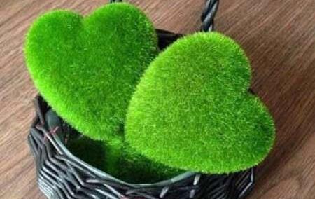 عکس خاکشیر سبزه عید