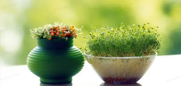 عکس خاکشیر سبزه عید