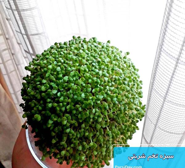 عکس خاکشیر سبزه عید