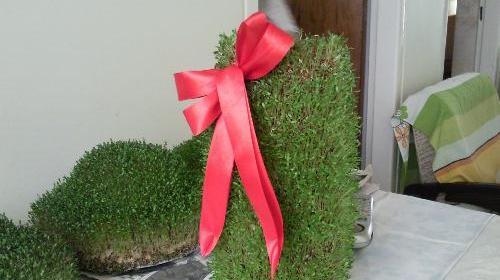عکس خاکشیر سبزه عید